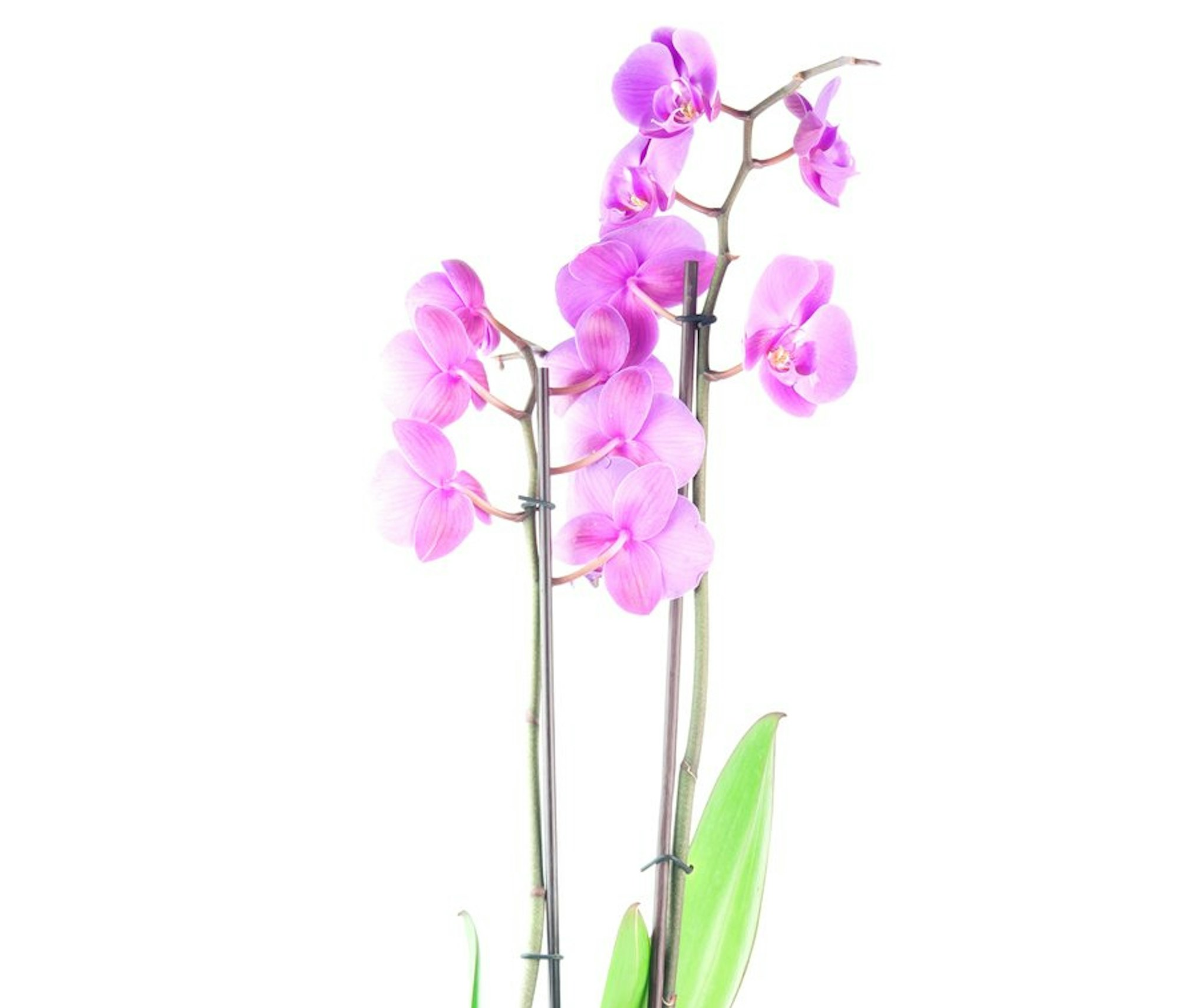 orchidee-ThinkstockPhotos Perytskyy