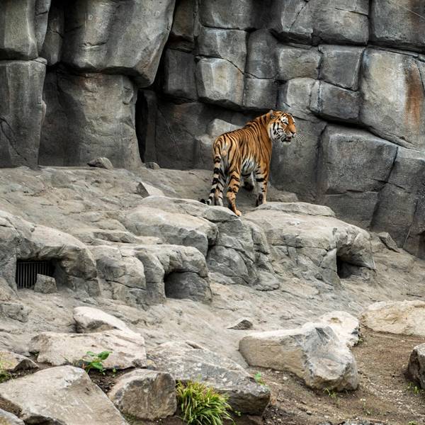 20200702-ARO-AnlageAmurtigerZoo-37