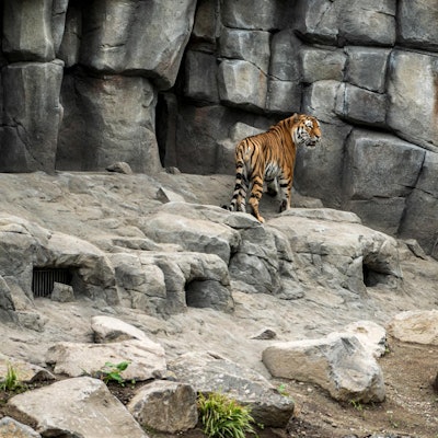 20200702-ARO-AnlageAmurtigerZoo-37