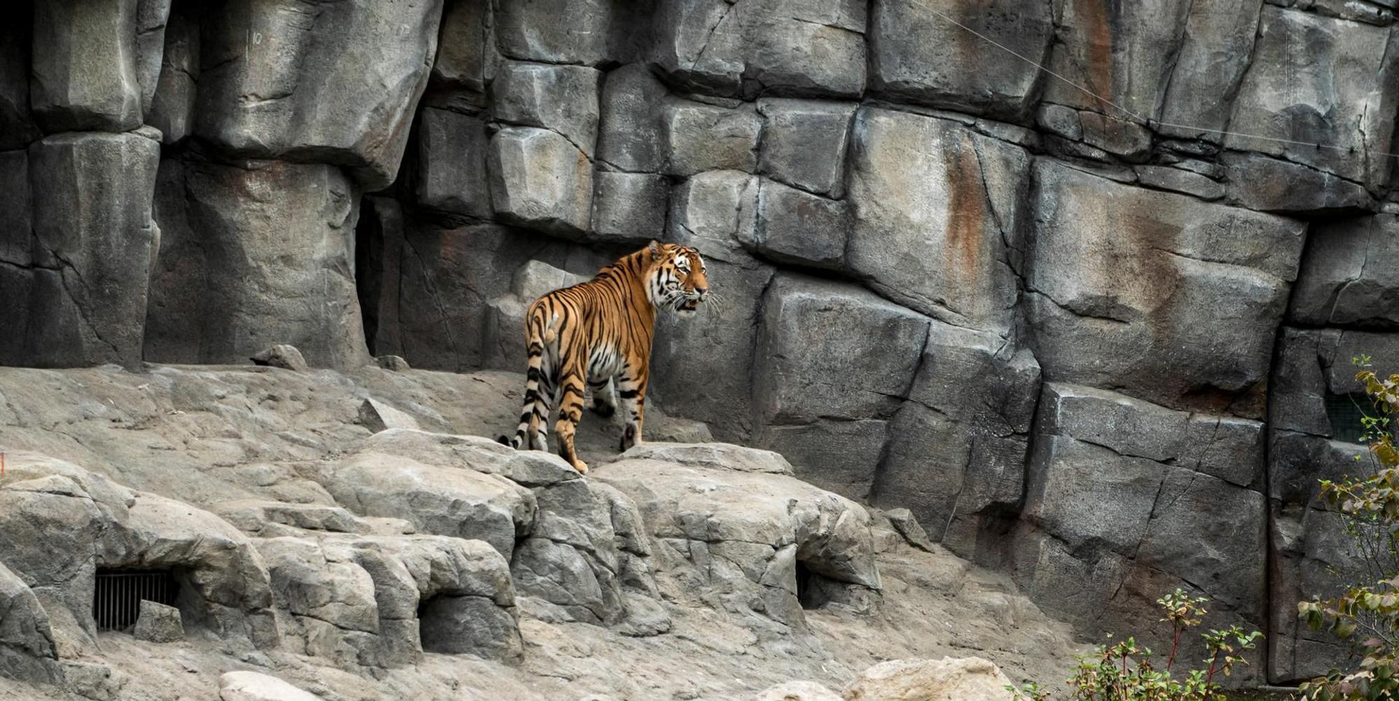 20200702-ARO-AnlageAmurtigerZoo-37