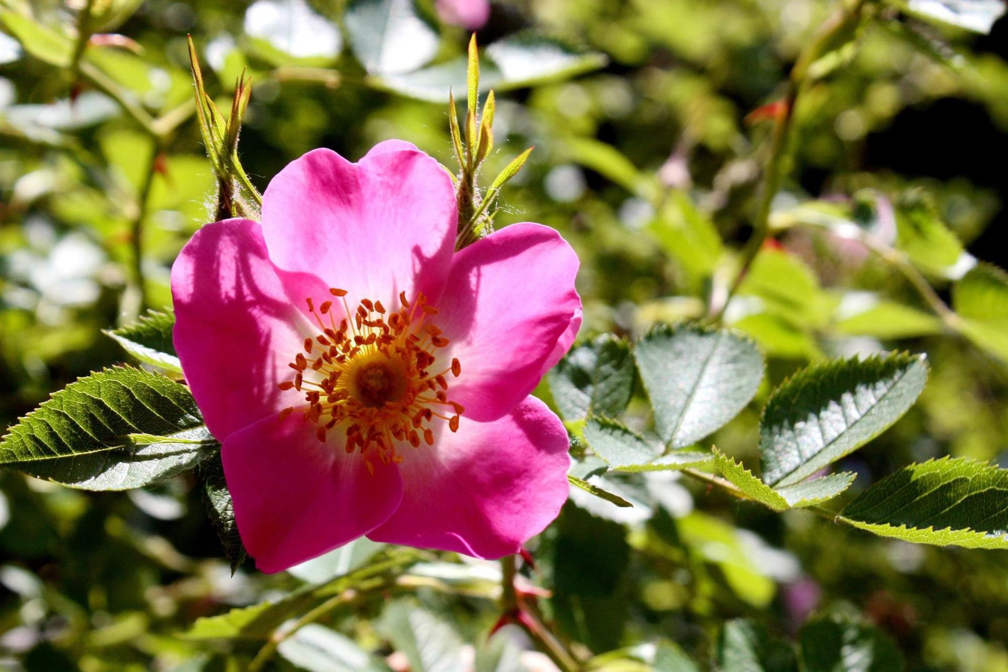 Wildrose