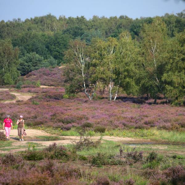 Wahner_Heide_2