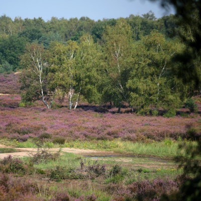 Wahner_Heide_2