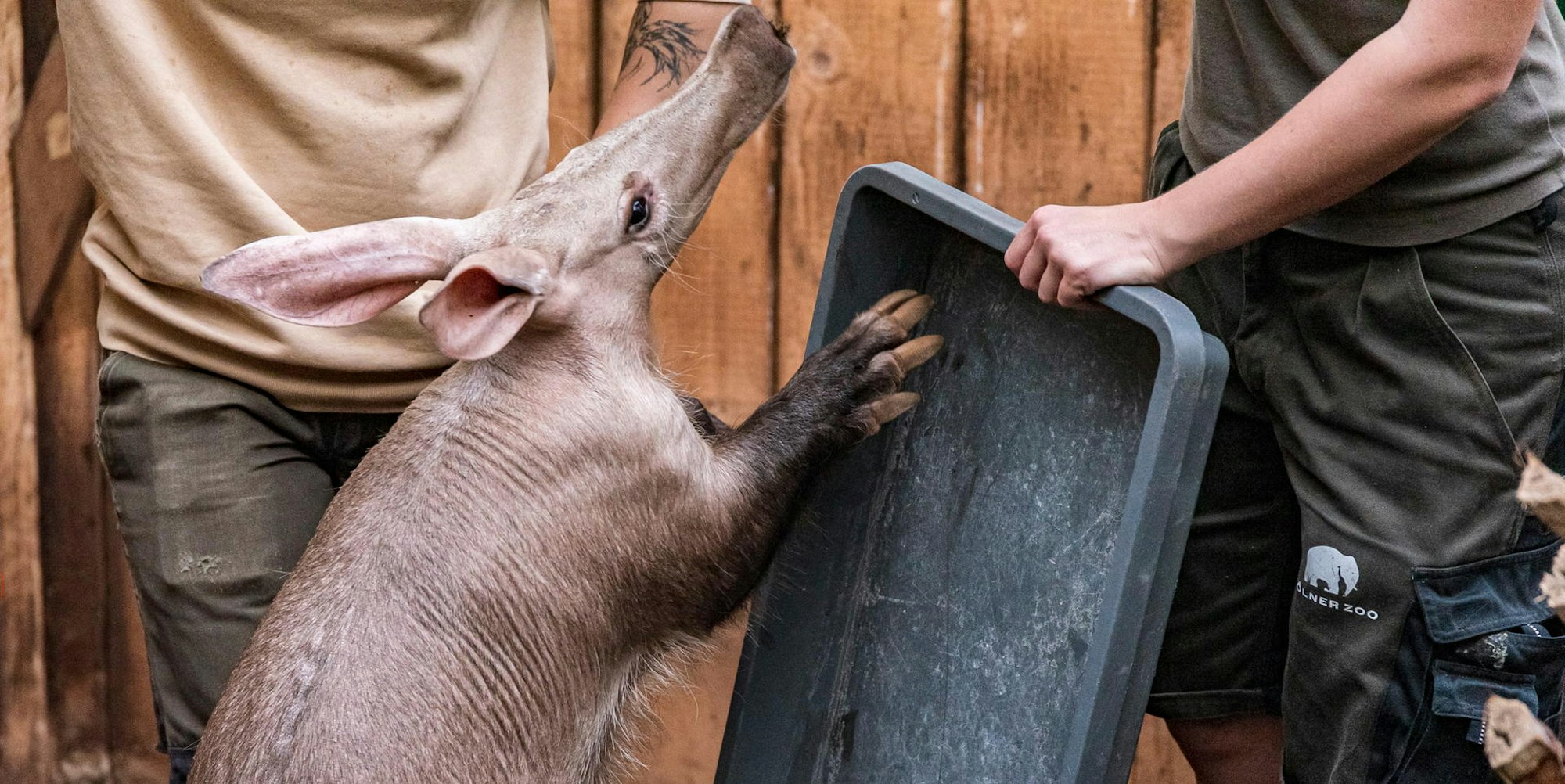 Erdferkel Dobby