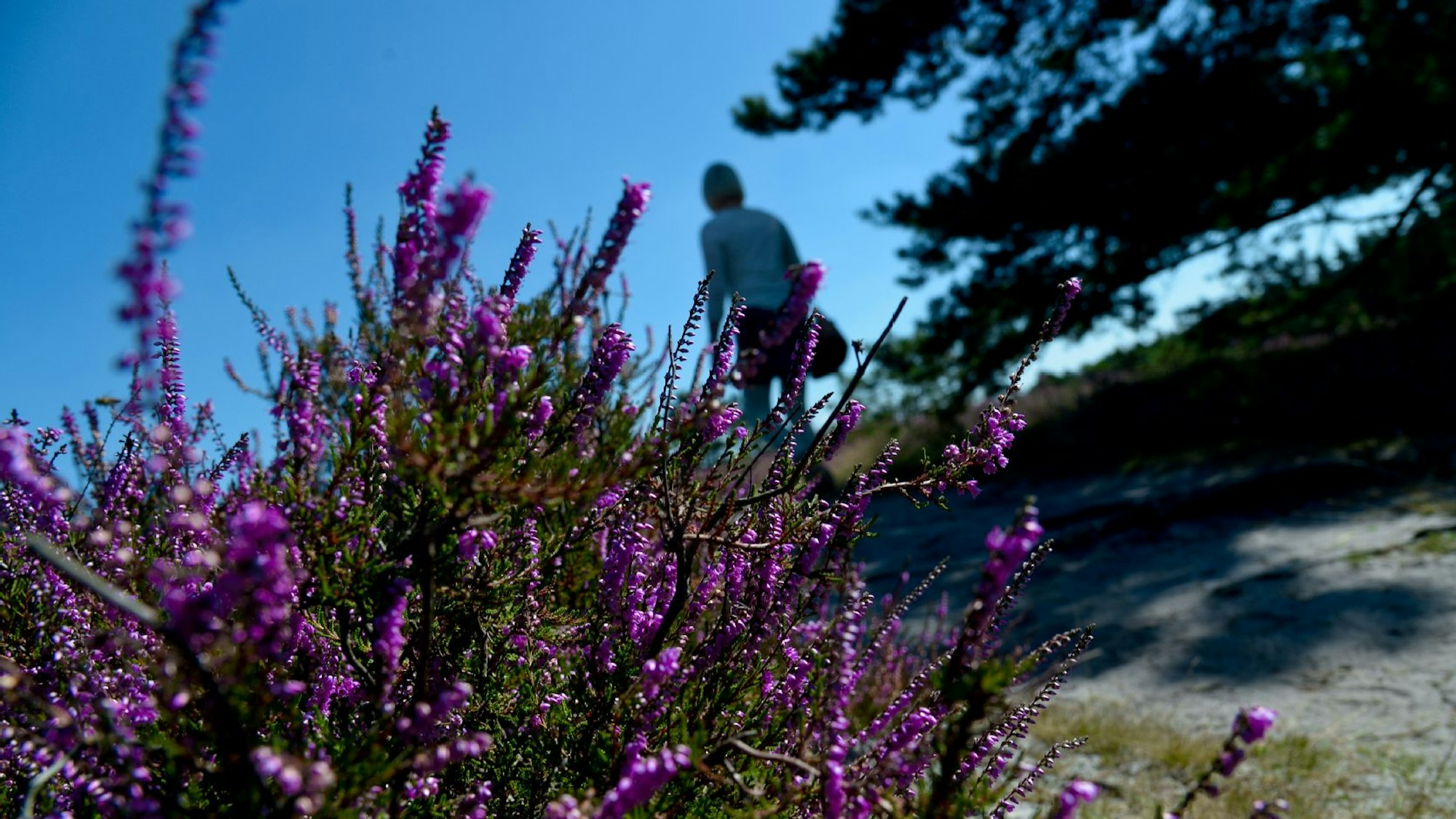 Die wunderschöne Heideblüte am Wegesrand. (Symbolbild)