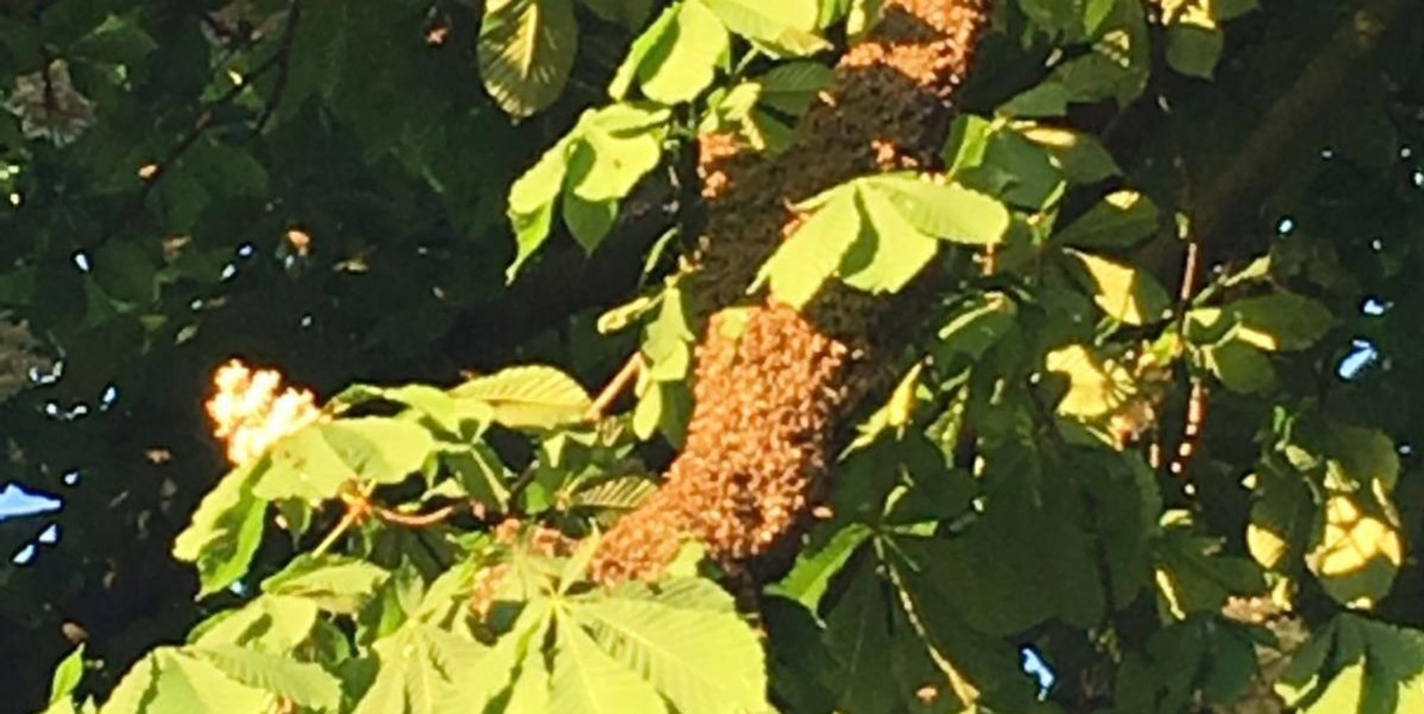 Bienenschwarm_Kastanie_I_11052016