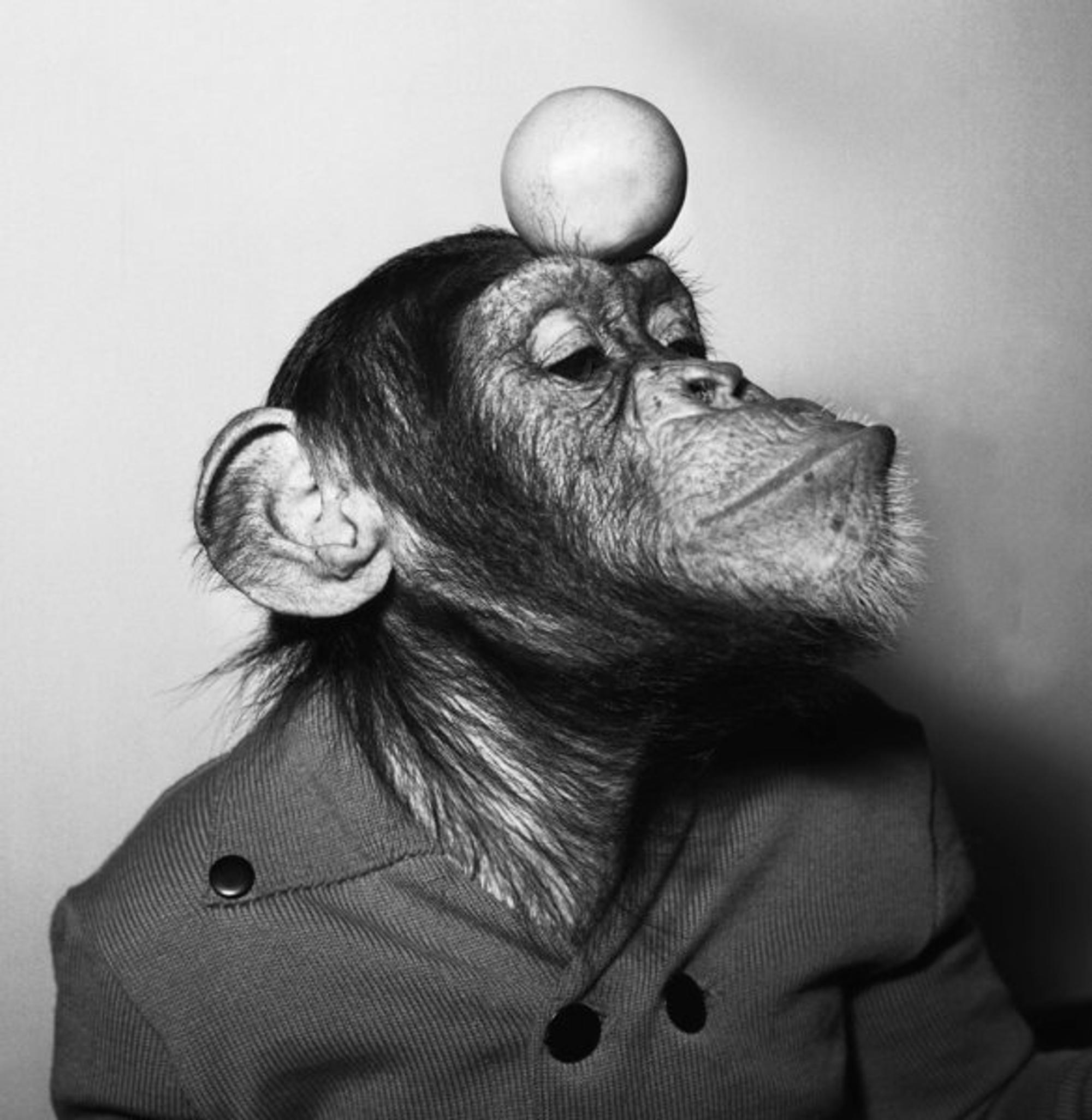 Affe Petermann
