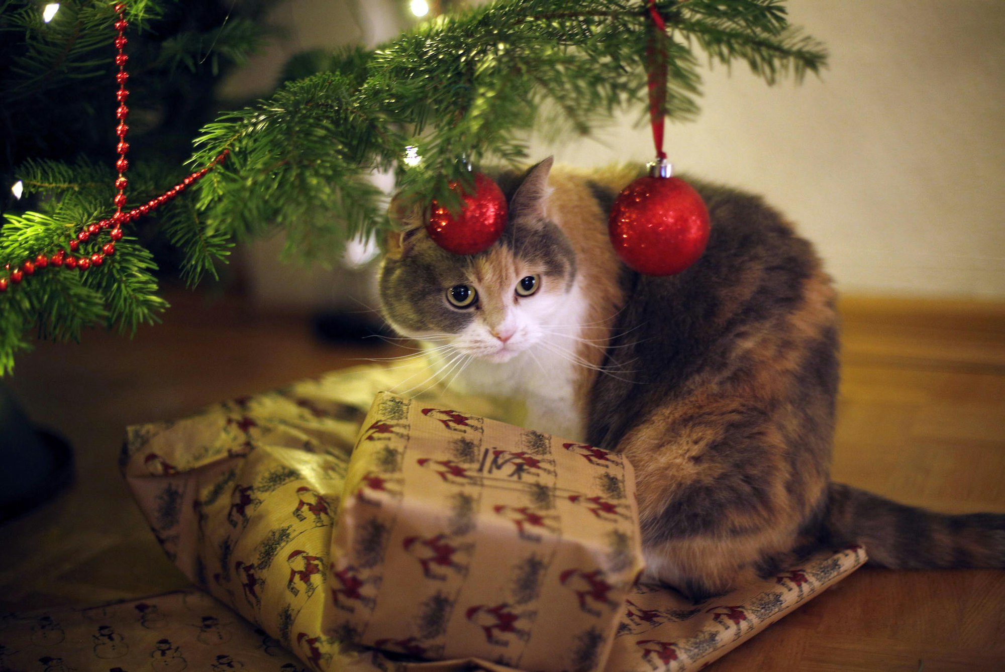 Symbolbild Weihnachten Katze