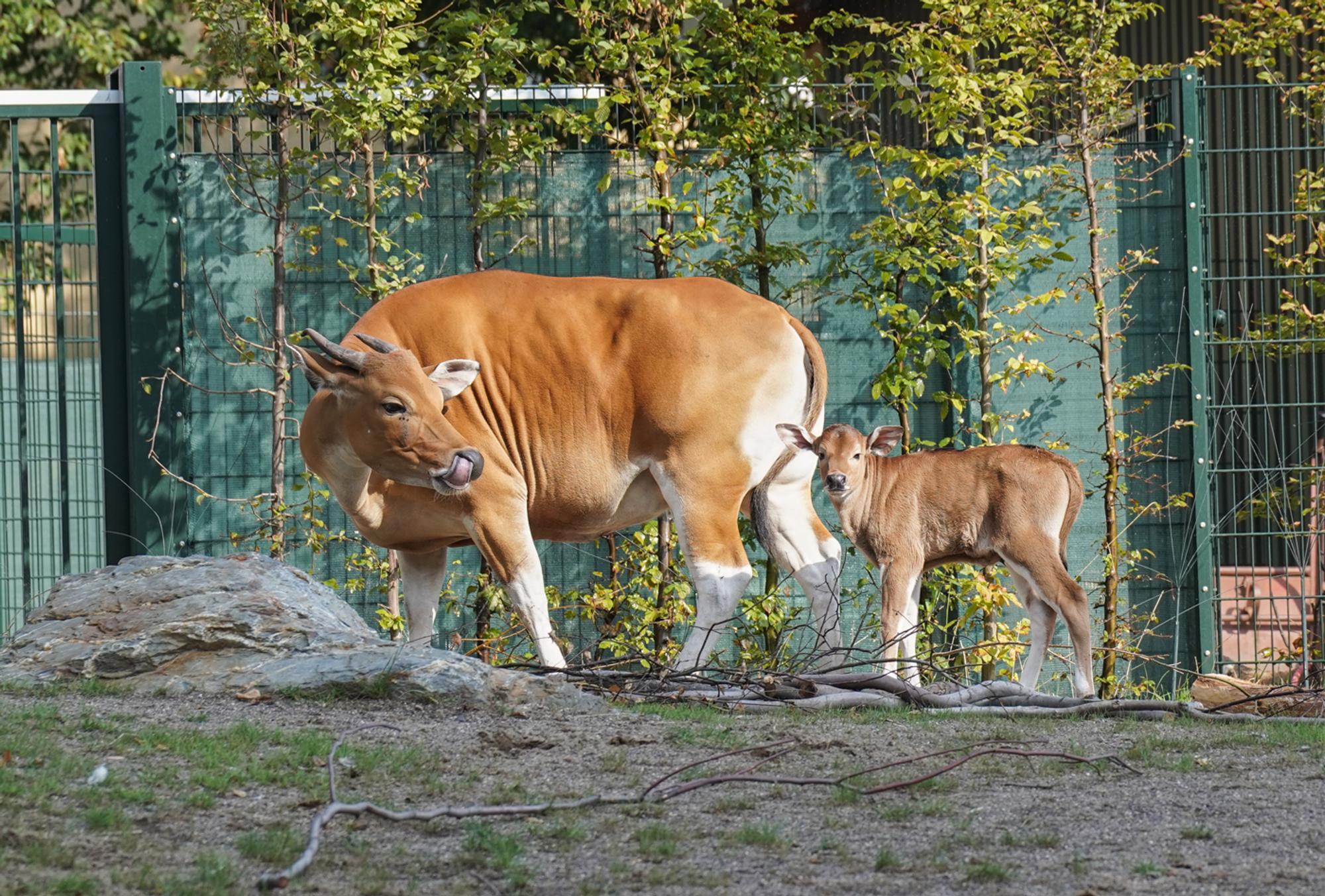 Banteng-Bulle „Pambajeng“-7302275