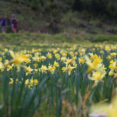 Hoefen_Narzissen