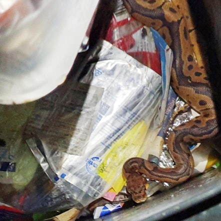 Königspython in Bönen Polizei Unna
