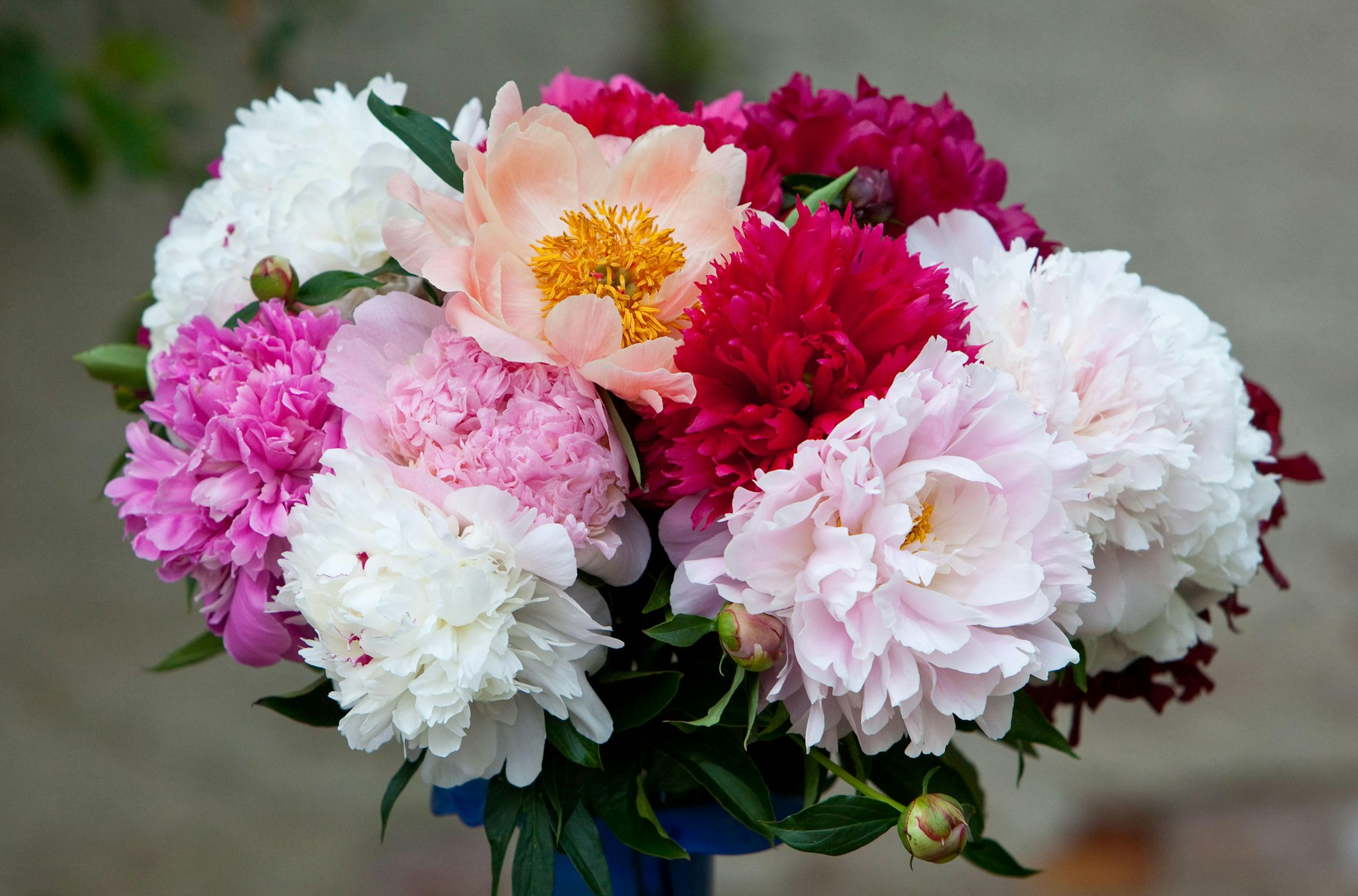 pfingstrose in vase