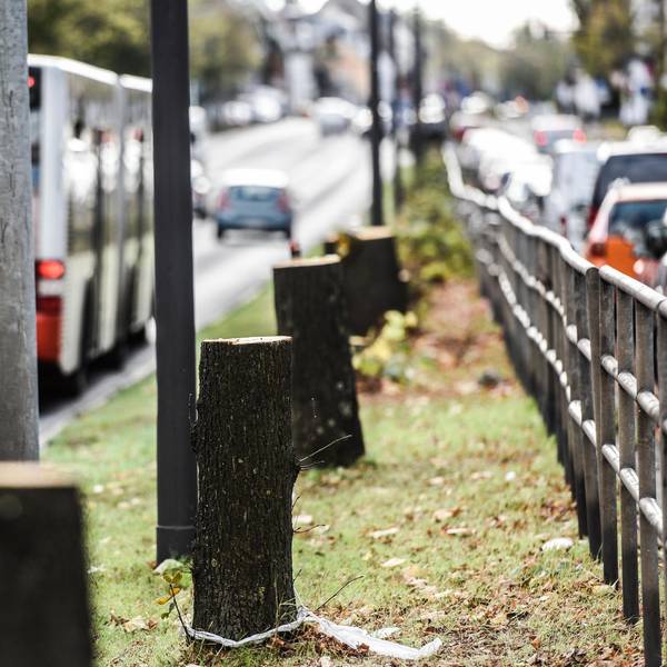 Bonner Straße Kahlschlag Stümpfe 171025
