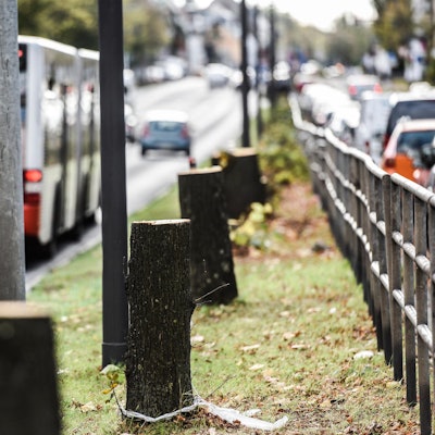 Bonner Straße Kahlschlag Stümpfe 171025