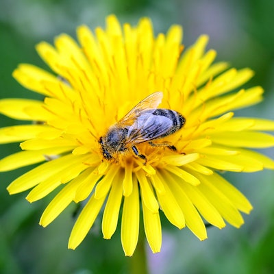 biene auf löwenzahn