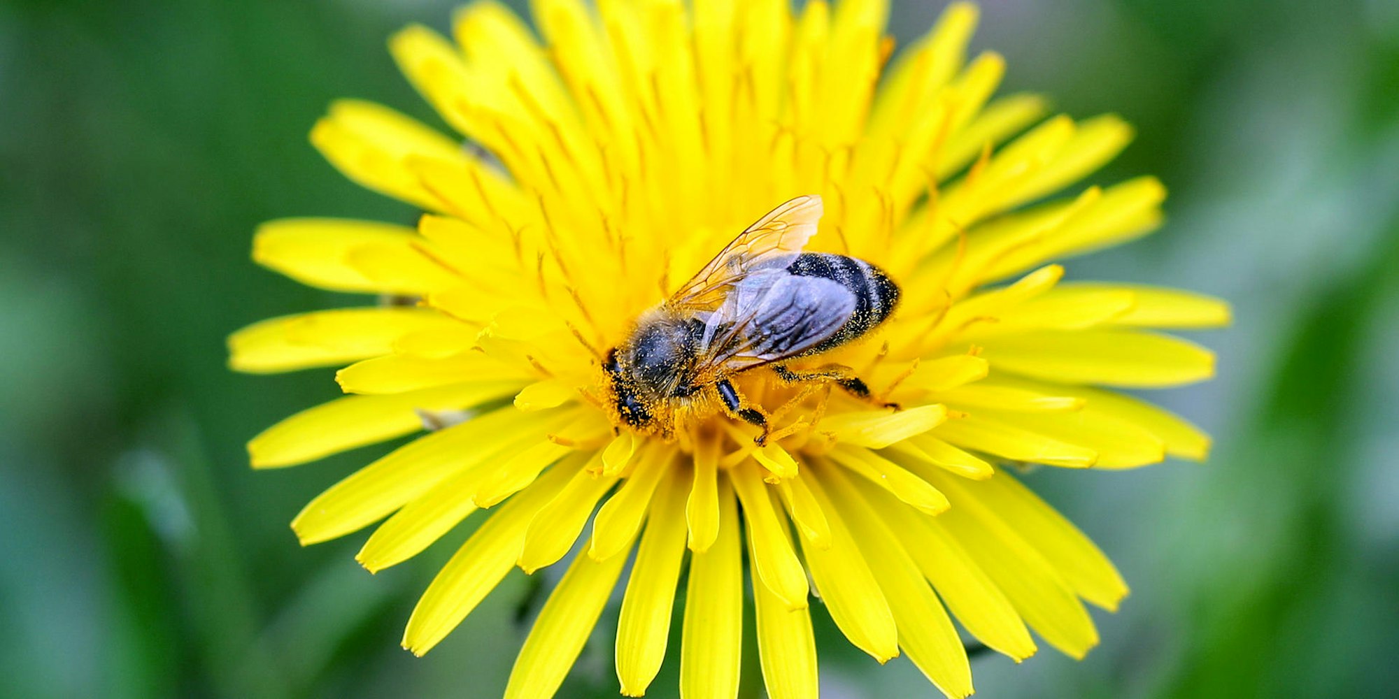 biene auf löwenzahn