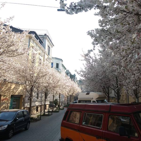 Kirschbluete_Michaelstrasse