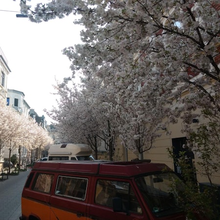 Kirschbluete_Michaelstrasse