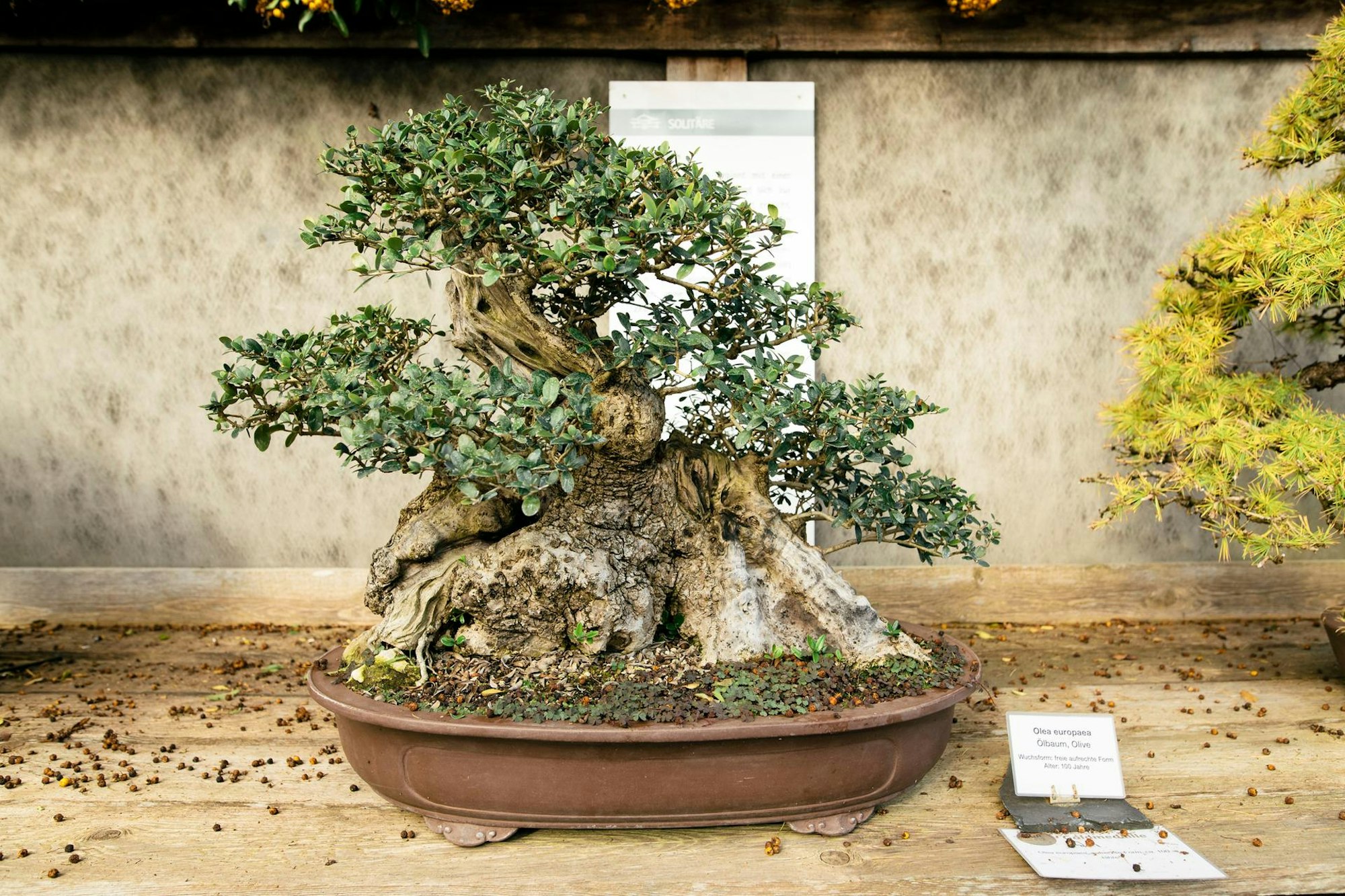 20171030_Bonsai_Museum-0776