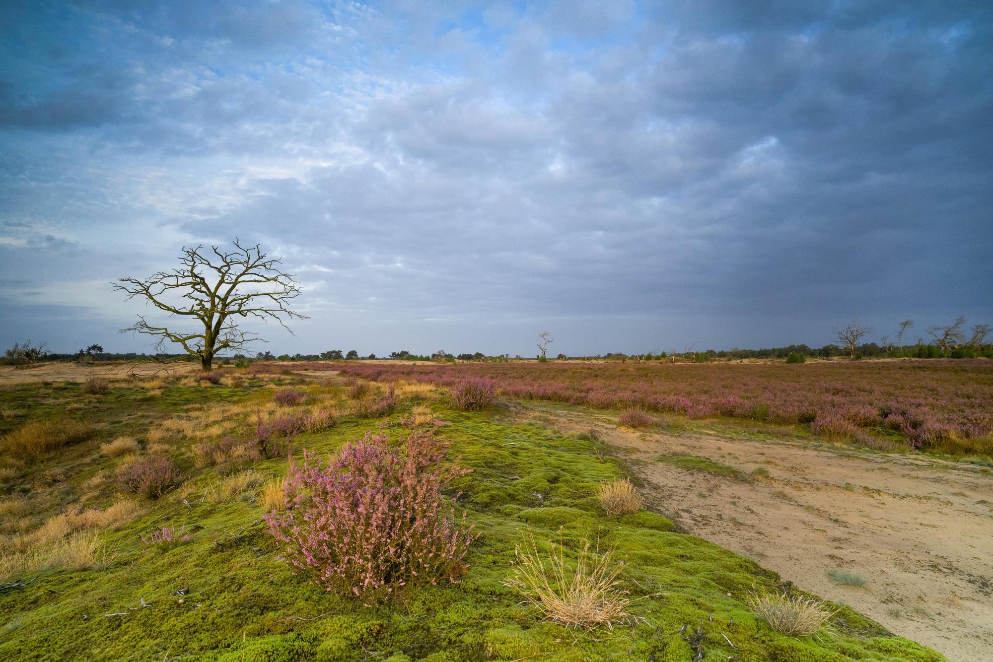 Strabrechtste HEide imago Natureinstock