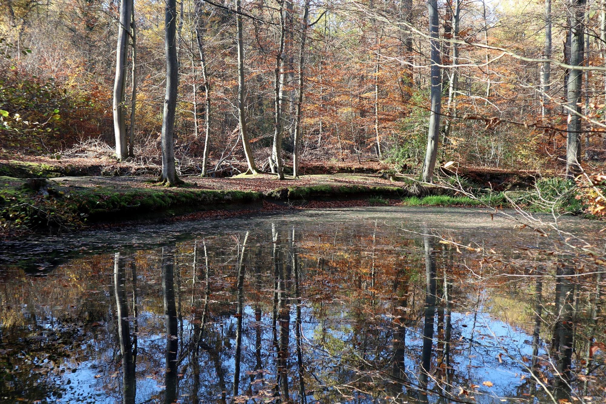 Wanderung Rheinbach Pilgerteich