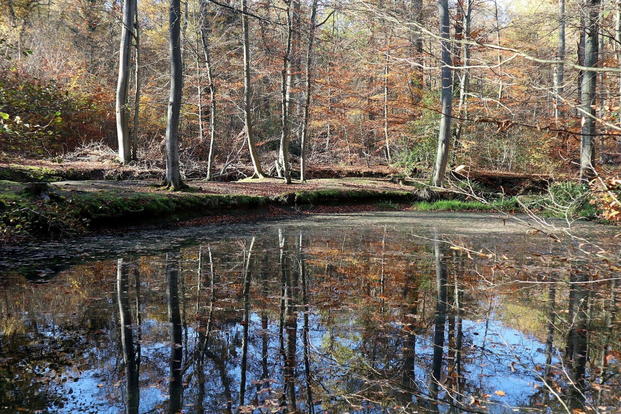 Wanderung Rheinbach Pilgerteich