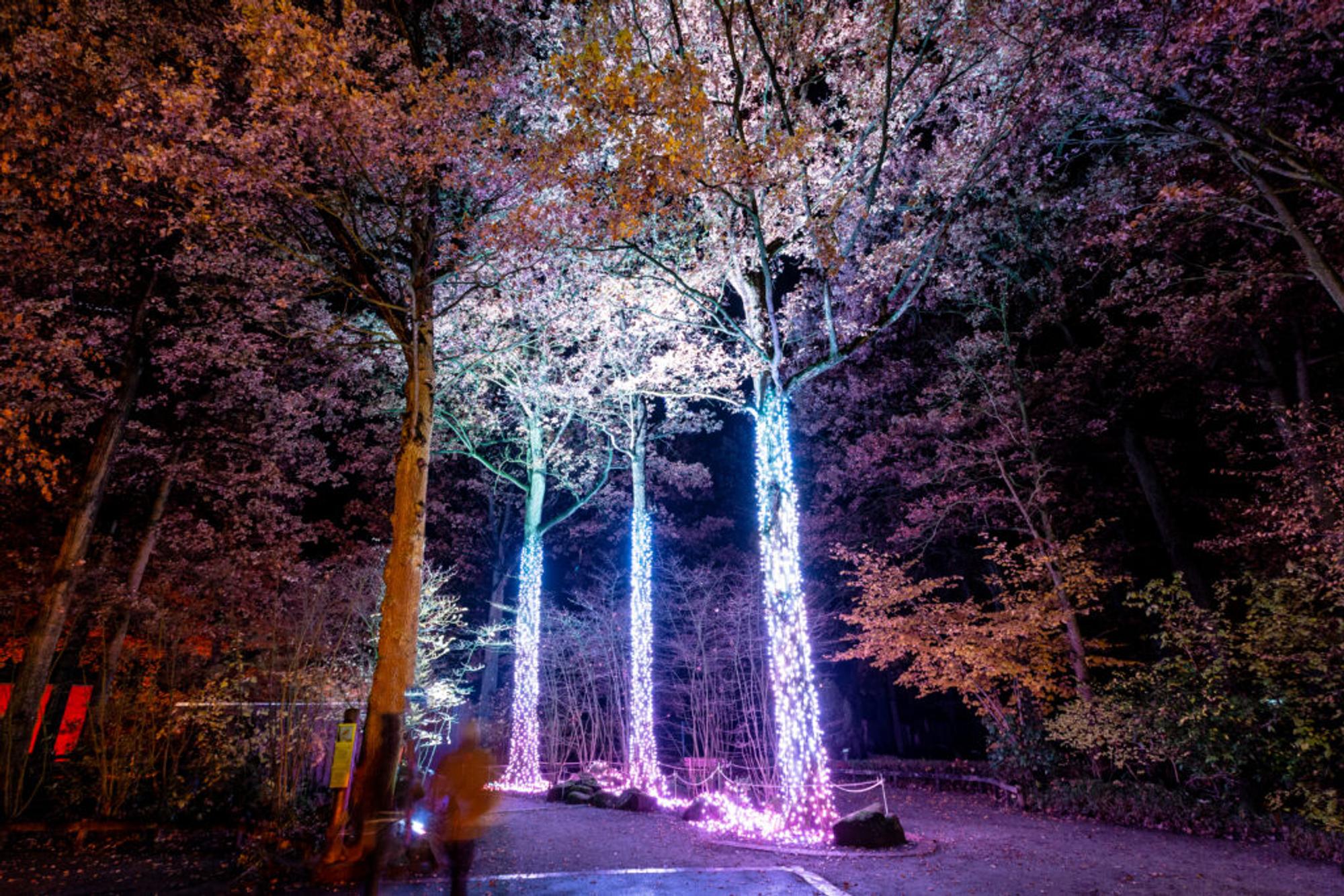 christmas-garden-koeln-fireworktrees