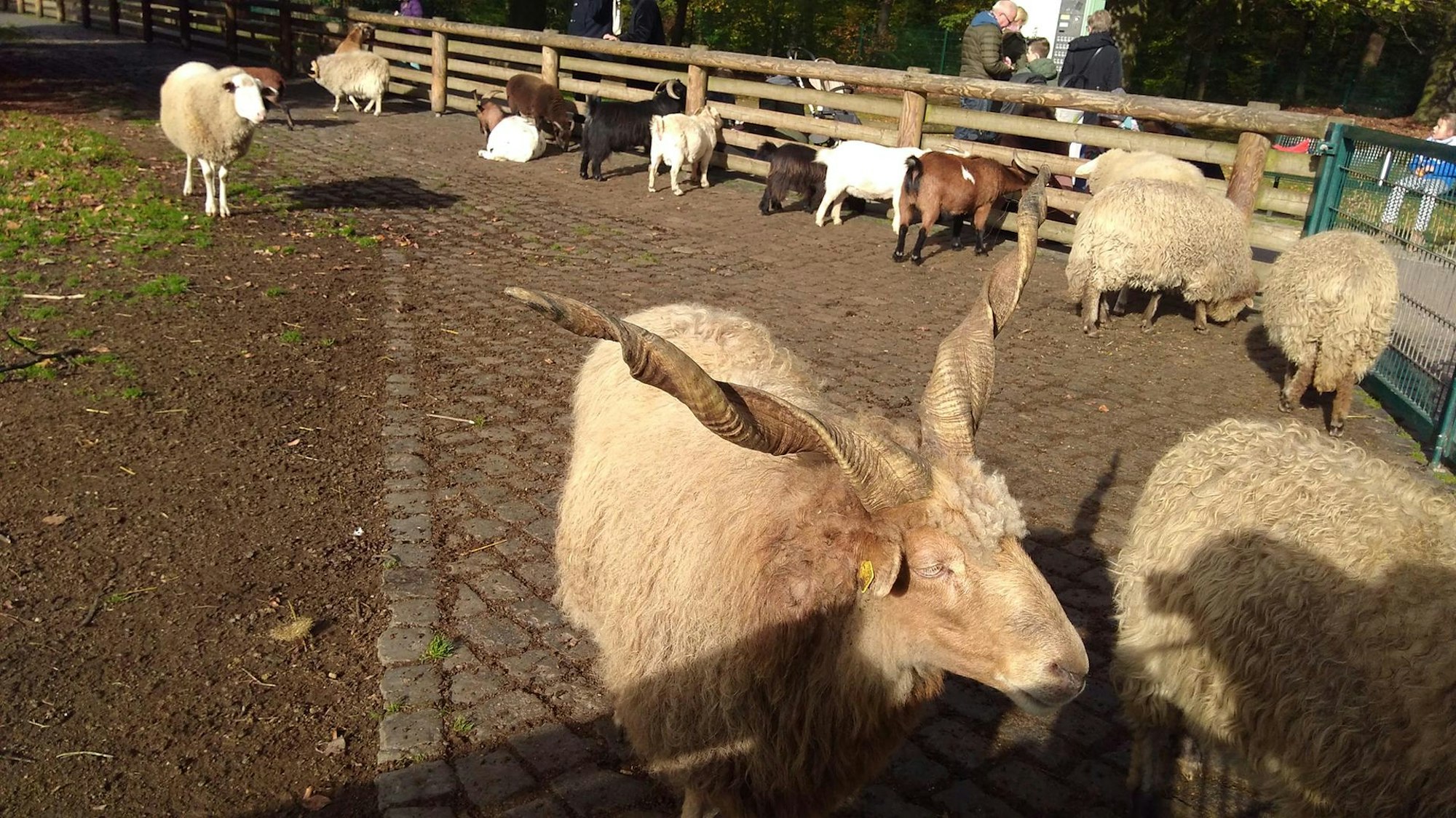 Lindenthal Stadtwald Wildpark04 Reiche (4)