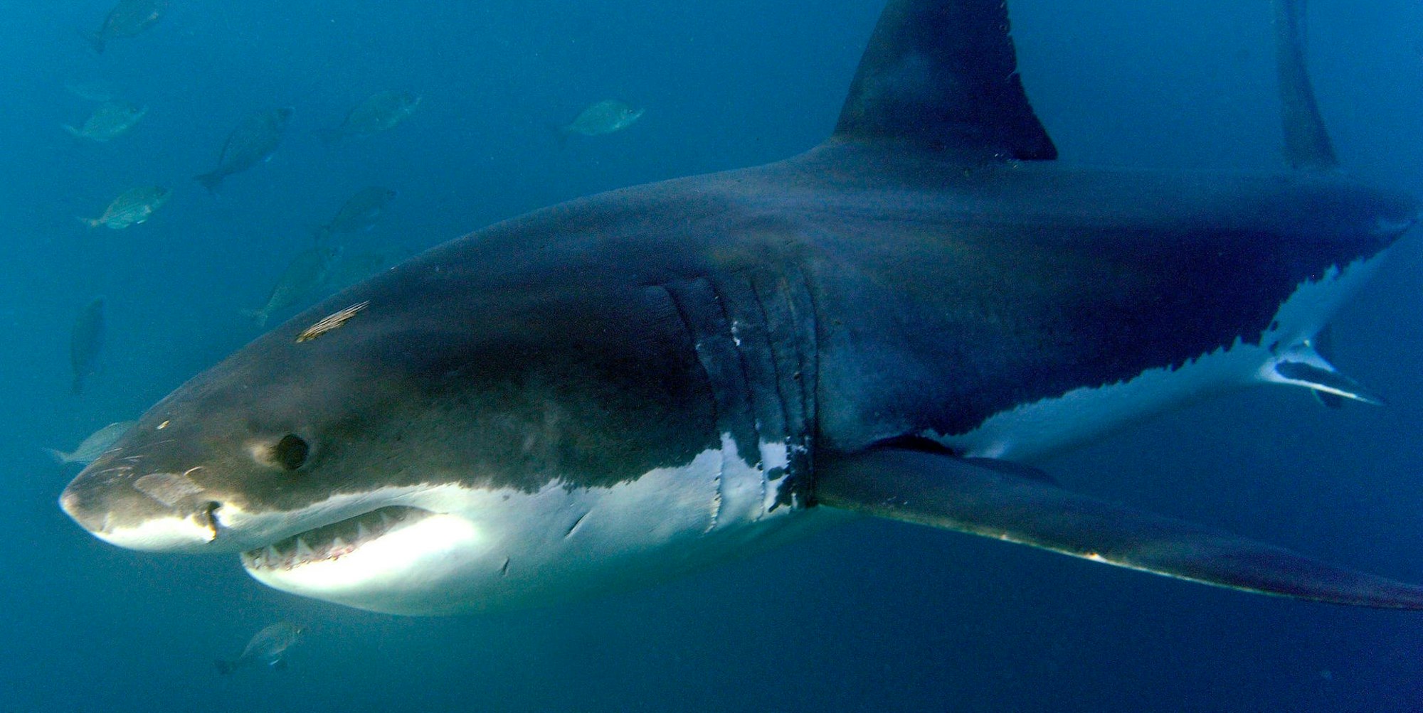 Weißer Hai 250620