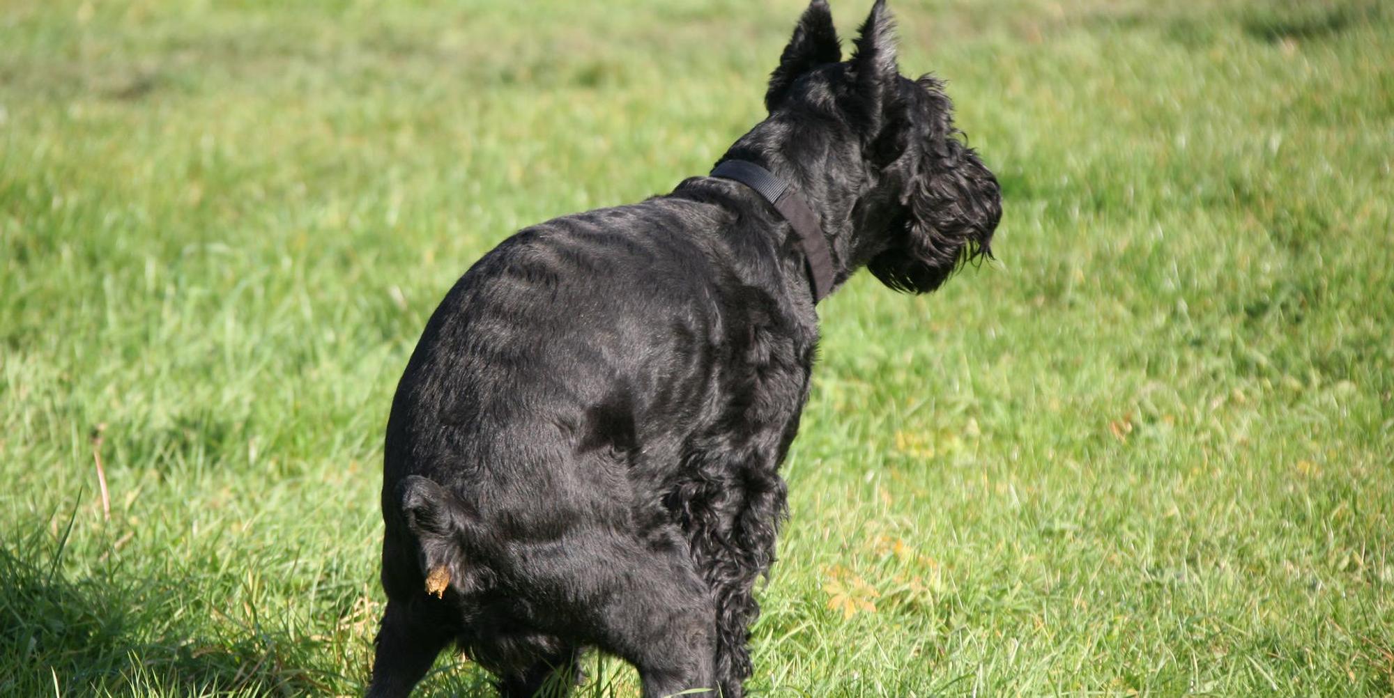 Hundehaufen