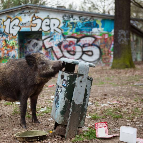 Wildschweine dpa