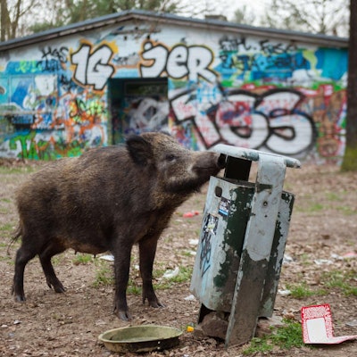 Wildschweine dpa