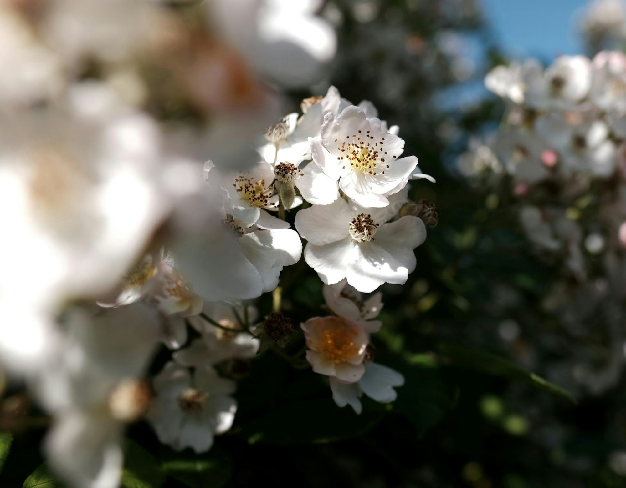 Bild 1 20200526-MAX-Garten-10