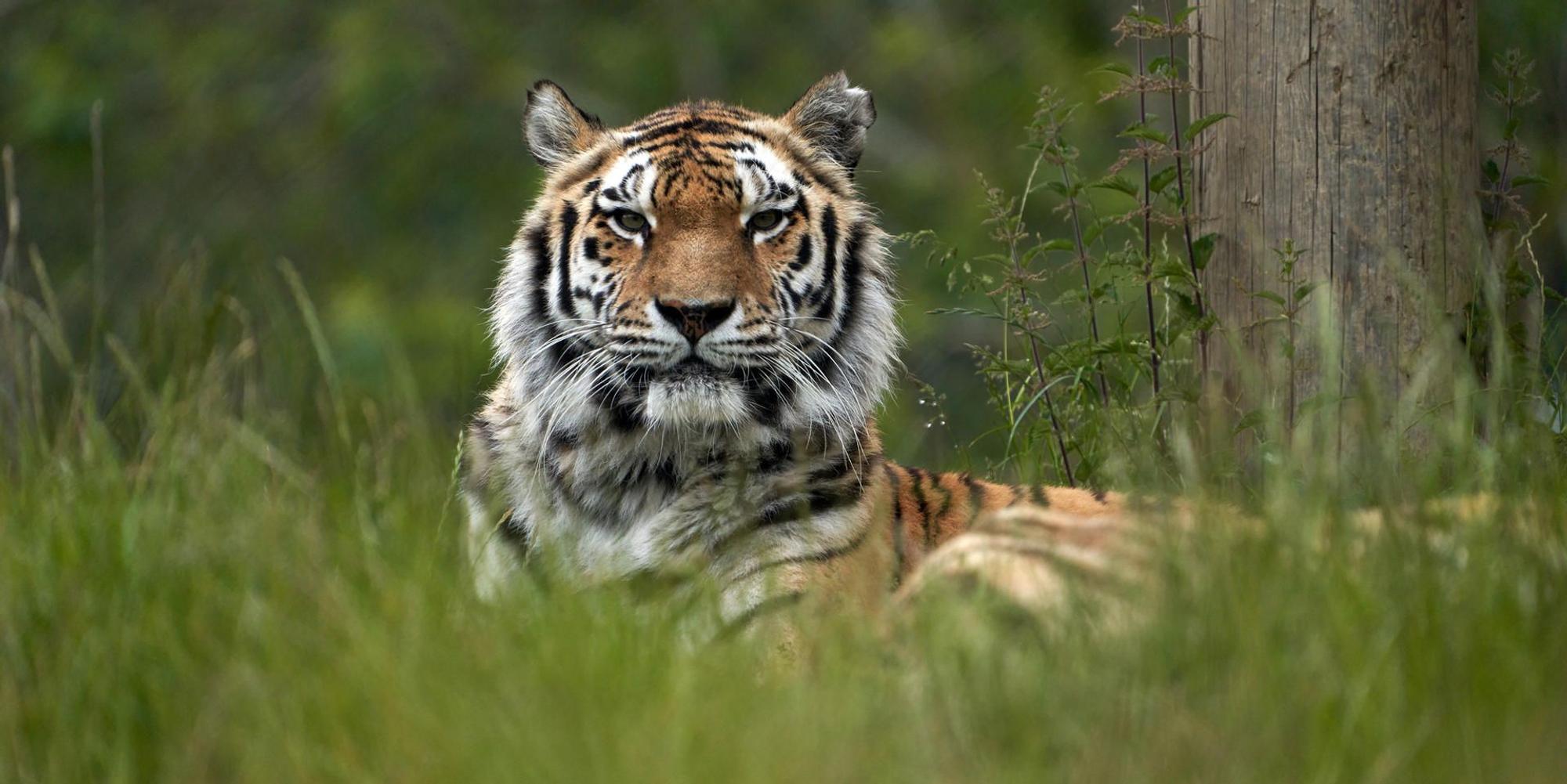 Tiger Kölner Zoo