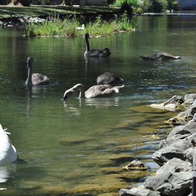 Schwäne Rautenstrauchkanal ESSER