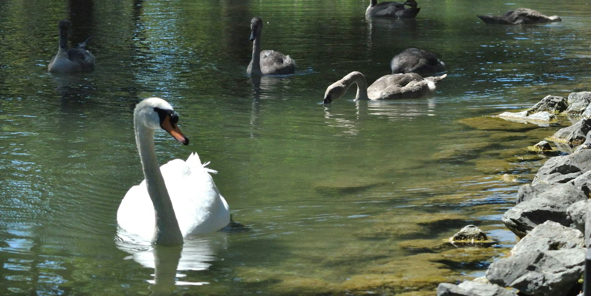 Schwäne Rautenstrauchkanal ESSER