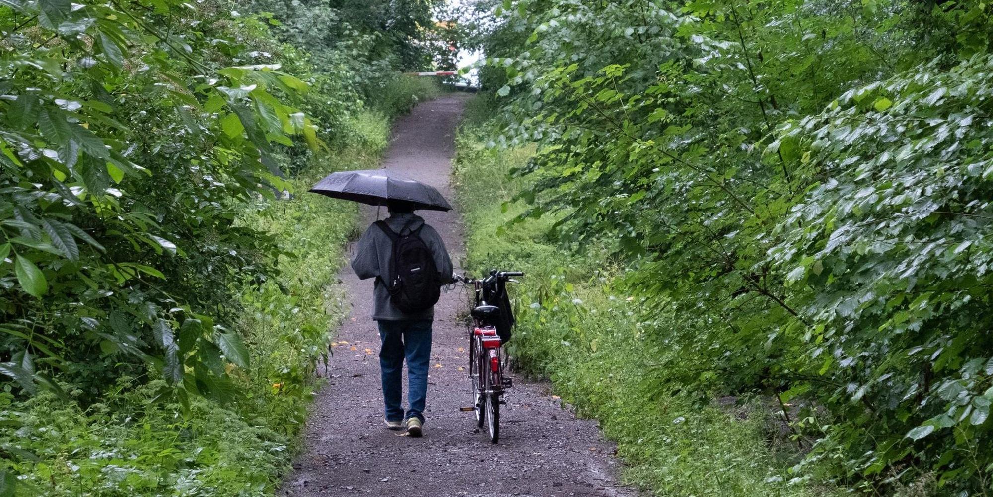 Waldweg dpa