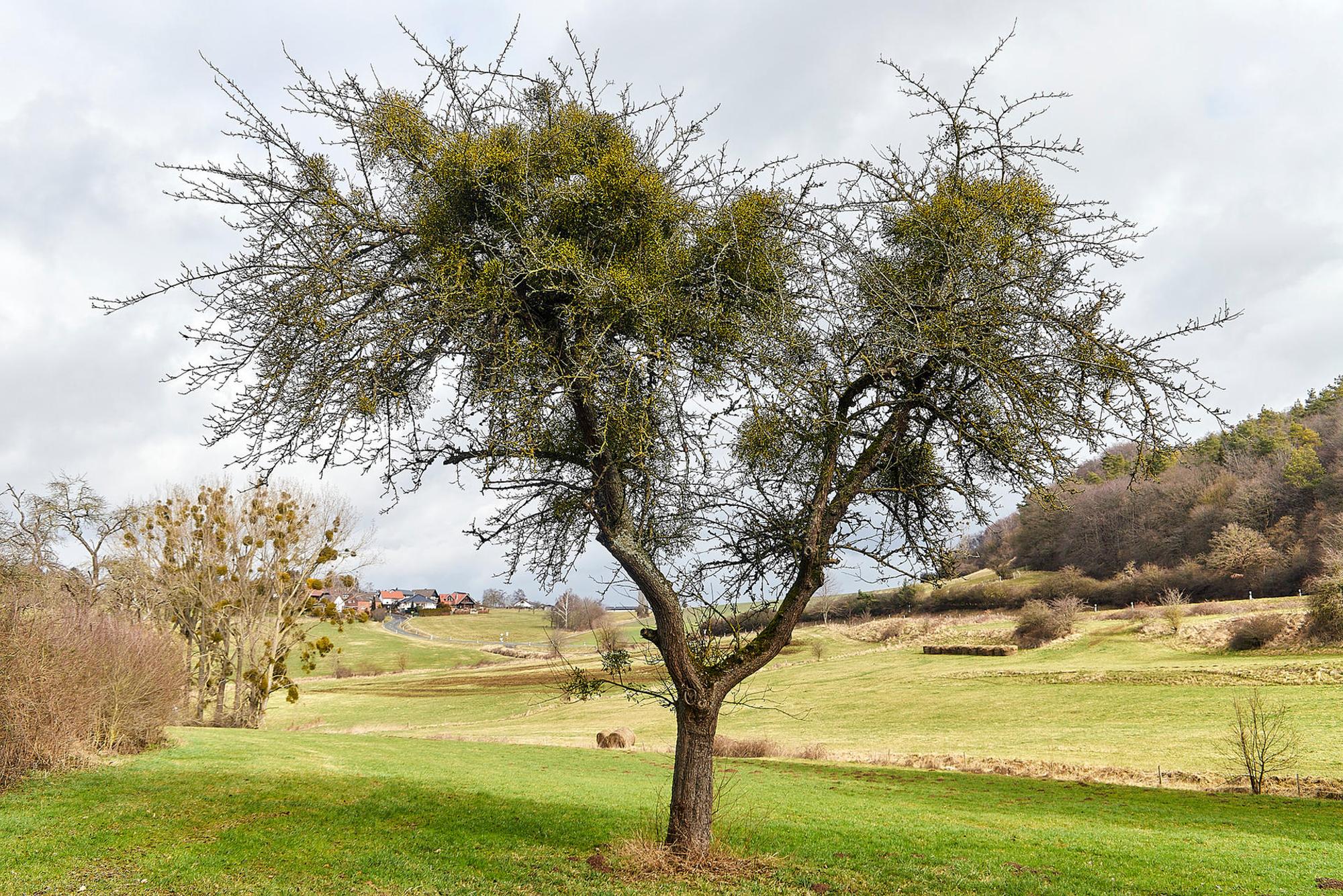 Misteln auf dem Vormarsch_002