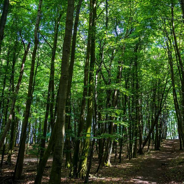 Wald Symbolbild