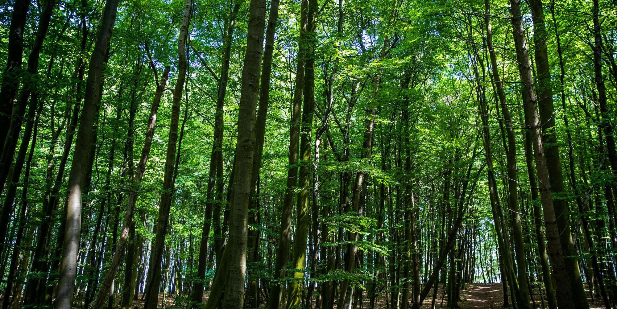 Wald Symbolbild