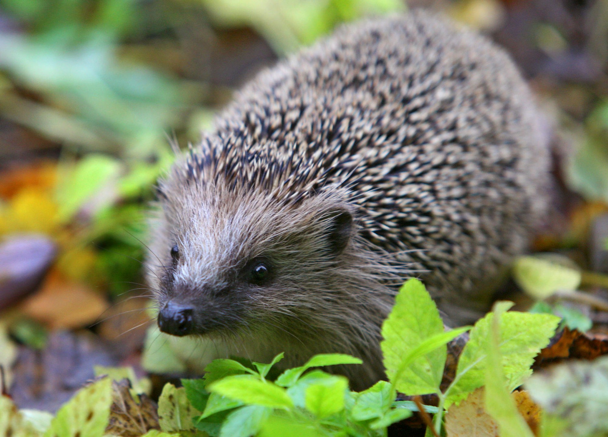 Igel