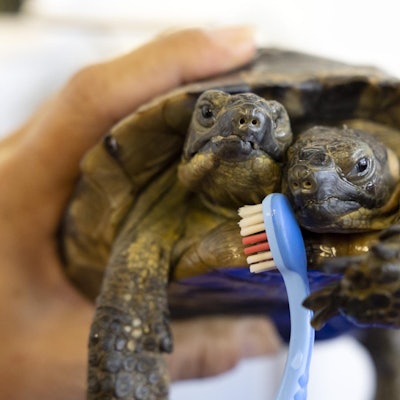 Schildkröte Janus wird 25 030922