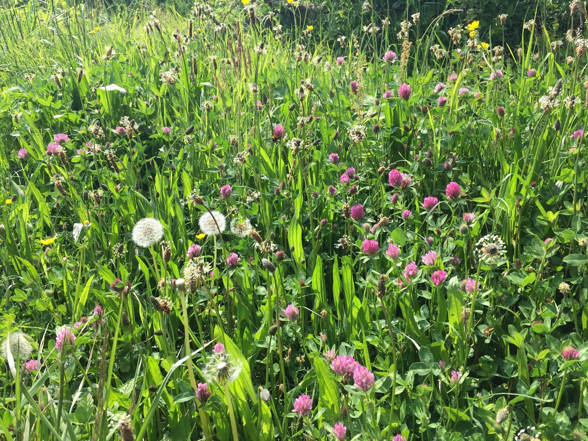 Wildblumenwiese Angela Horstmann