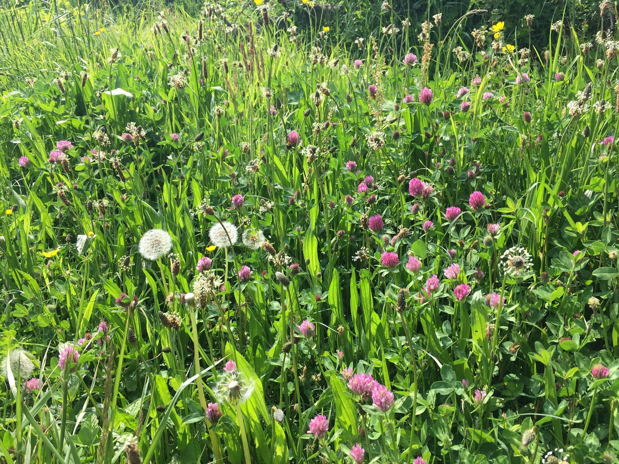Wildblumenwiese Angela Horstmann