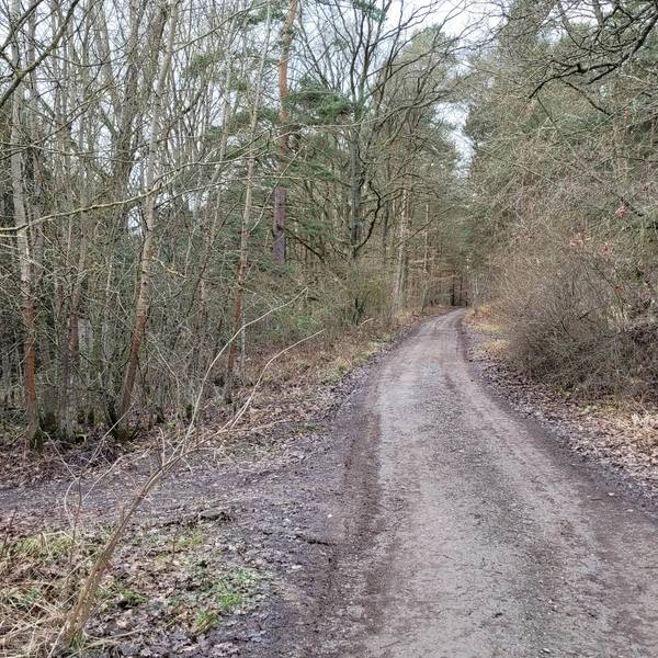 Waldwege Kall