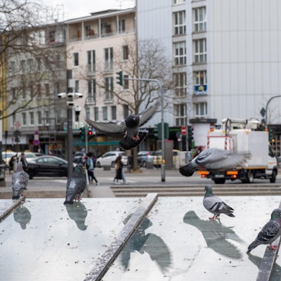 Streifzug durch Köln 2