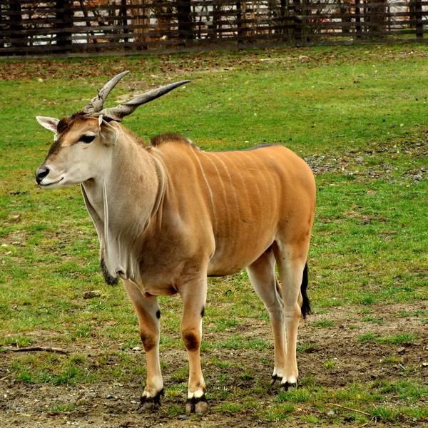 Elenantilope IMAGO 290822