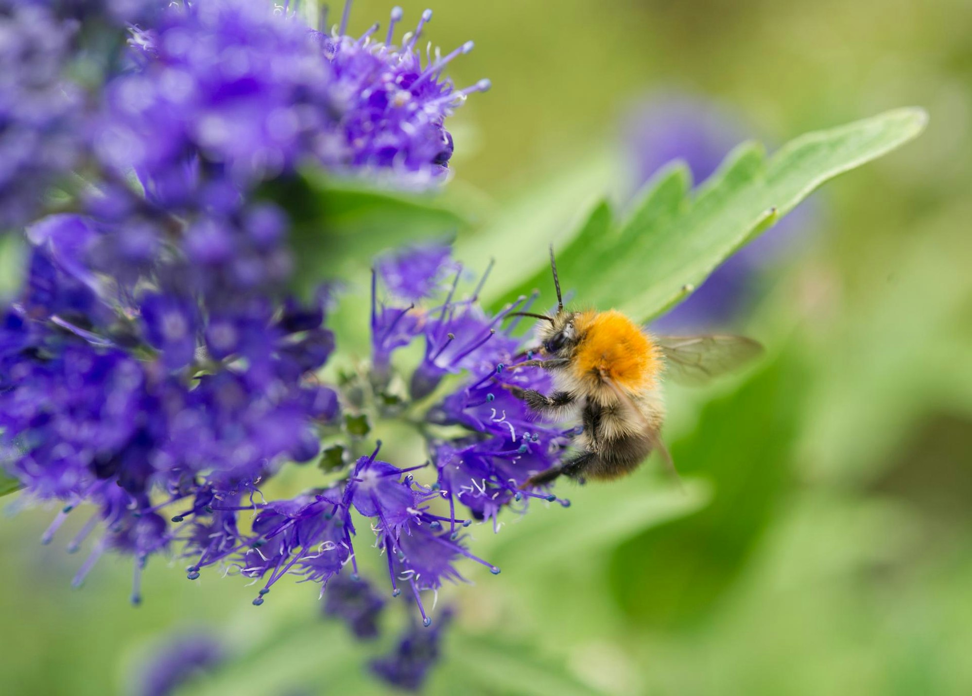 Bartblume Trends 2019 dpa