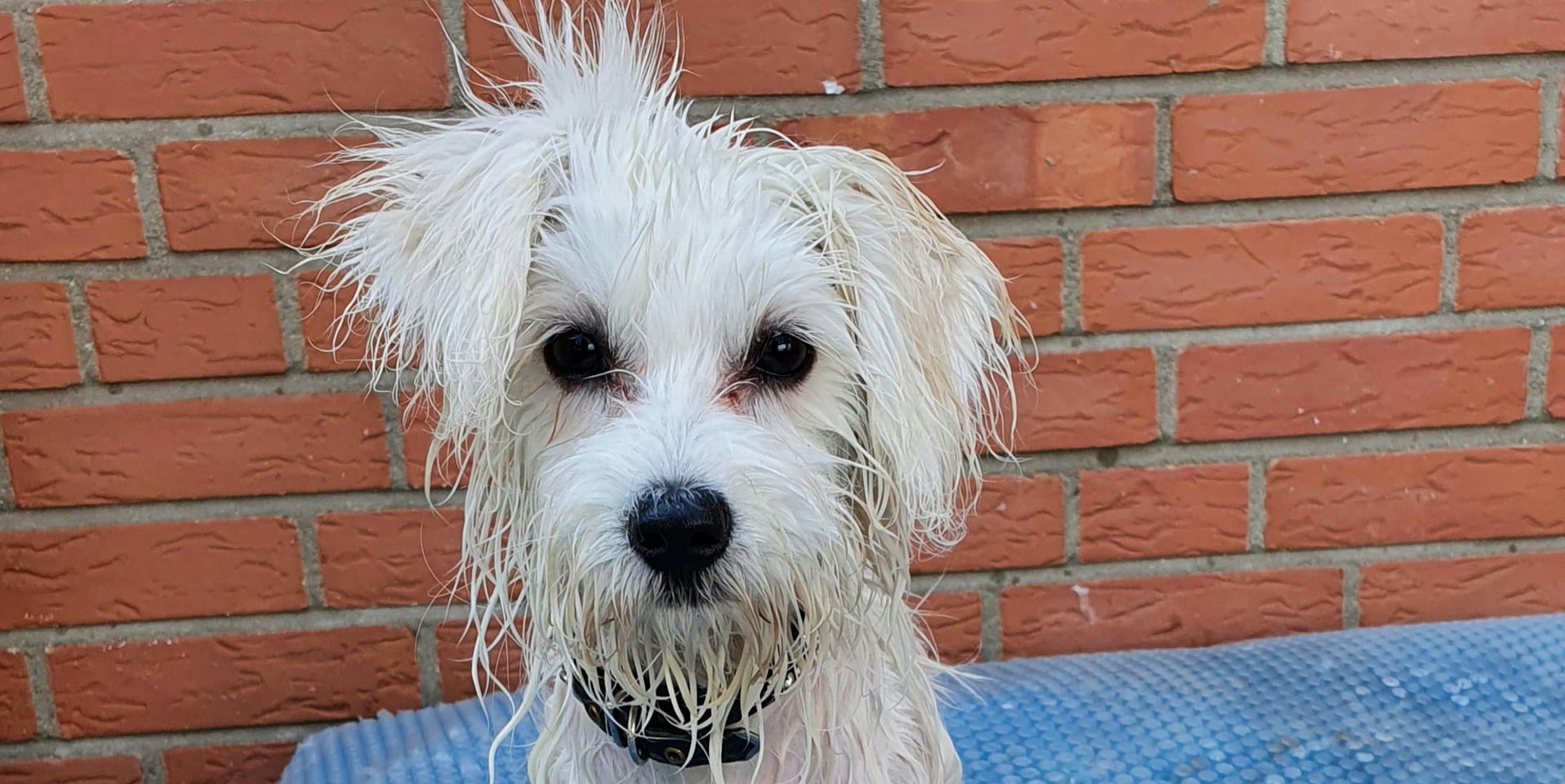 Tierfreunde_Rhein-Erft_Illegaler_Welpenhandel_(1)