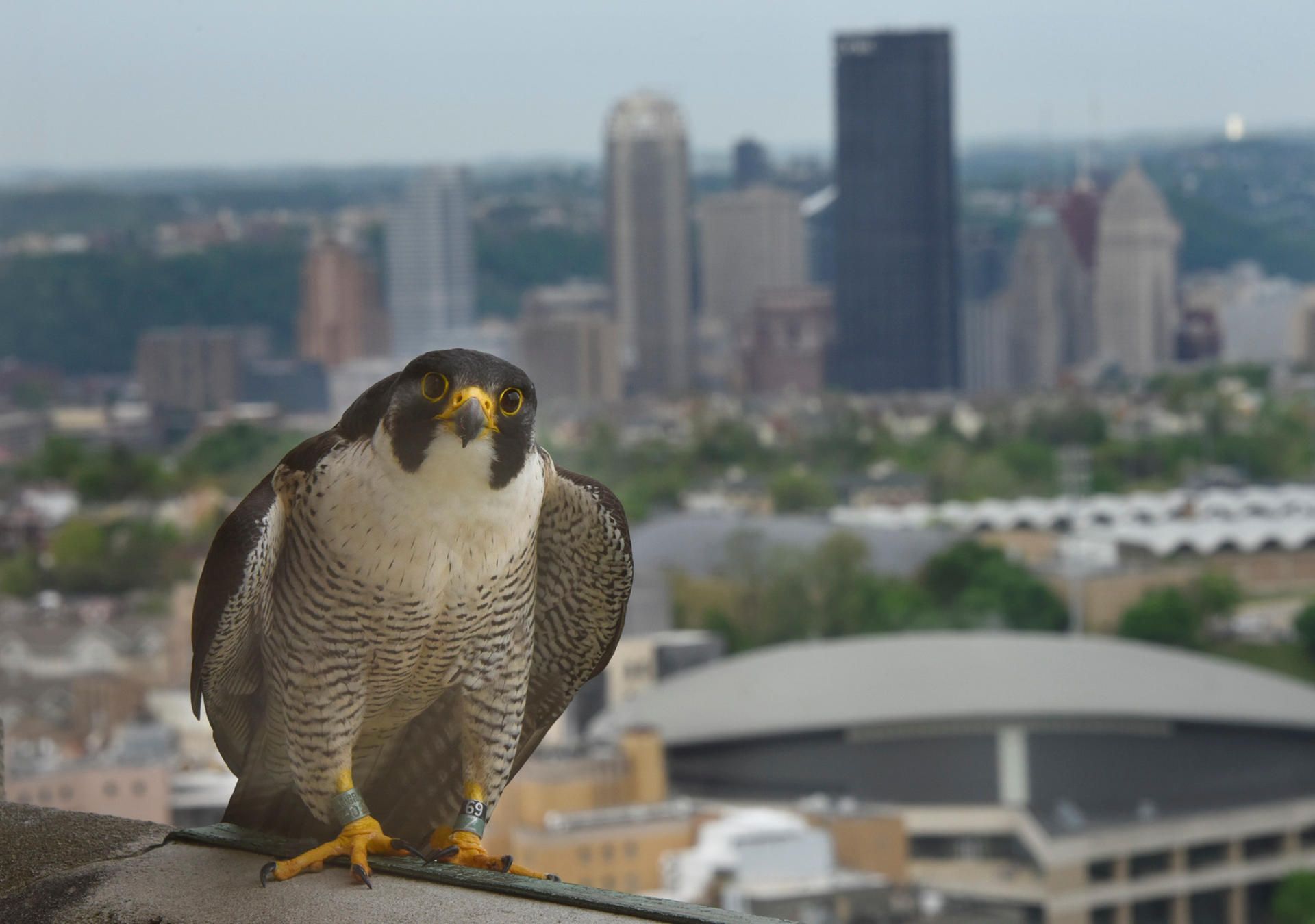 peregrine falcon